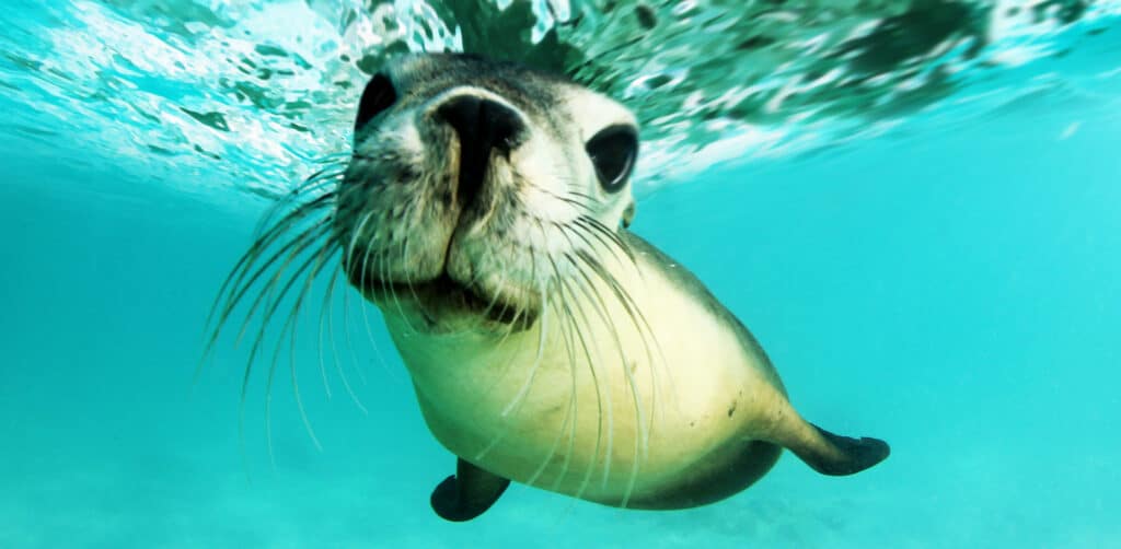 All about Seals - Trafford Retail Park